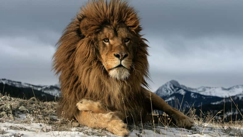 Erni - stock.adobe.com - illustrative purposes only, not the actual lion