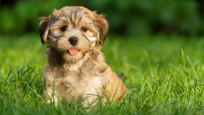 mdorottya - stock.adobe.com - illustrative purposes only, not the actual dog