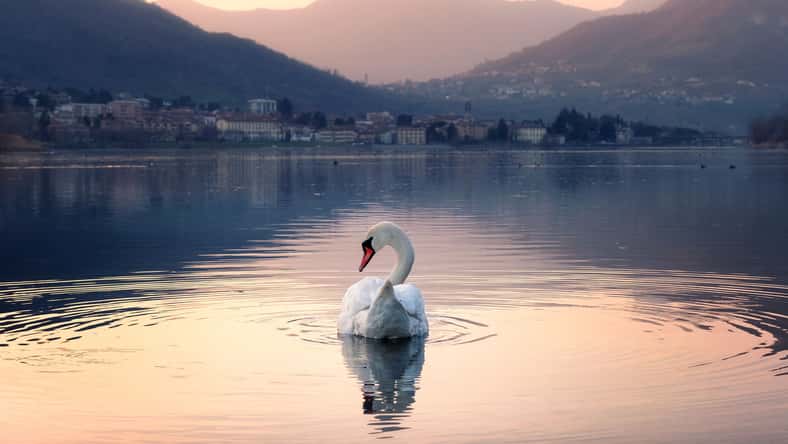 afinocchiaro - stock.adobe.com - illustrative purposes only, not the actual swan