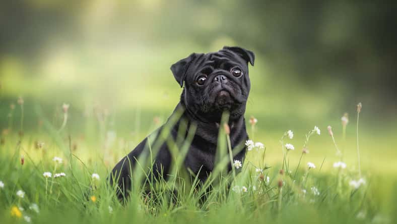 honey_paws - stock.adobe.com - illustrative purposes only, not the actual dog