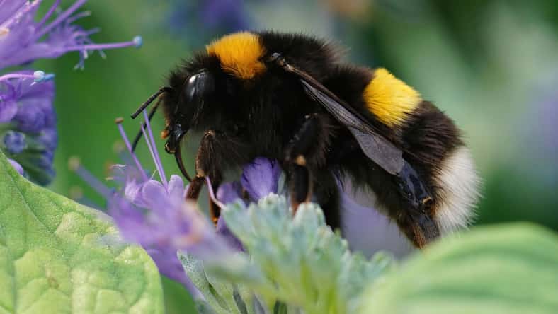 Henk Wallays/Wirestock - stock.adobe.com - illustrative purposes only, not the actual bee