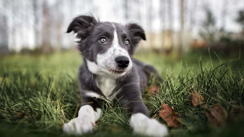 otsphoto - stock.adobe.com - illustrative purposes only, not the actual dog