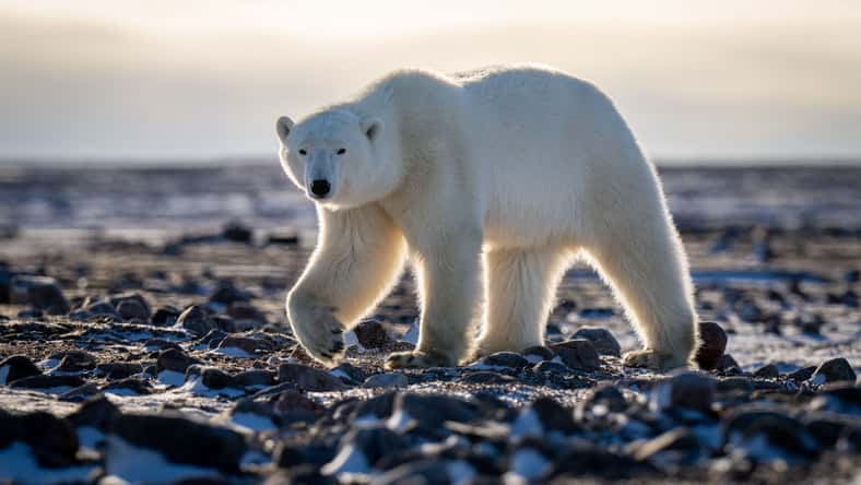 Nick Dale - stock.adobe.com - illustrative purposes only, not the actual polar bear