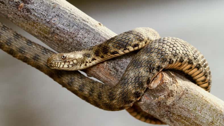 Geza Farkas - stock.adobe.com - illustrative purposes only, not the actual snake