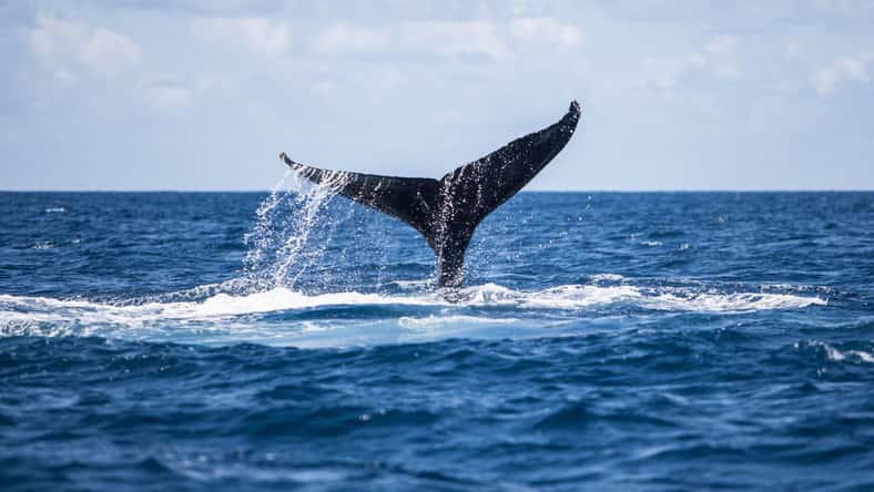 ead72 - stock.adobe.com - illustrative purposes only, not the actual whale