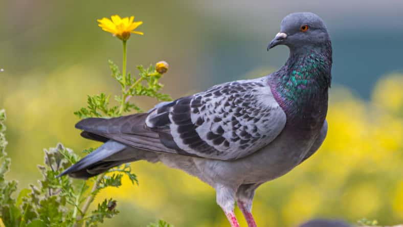 Gordon - stock.adobe.com - illustrative purposes only, not the actual pigeon