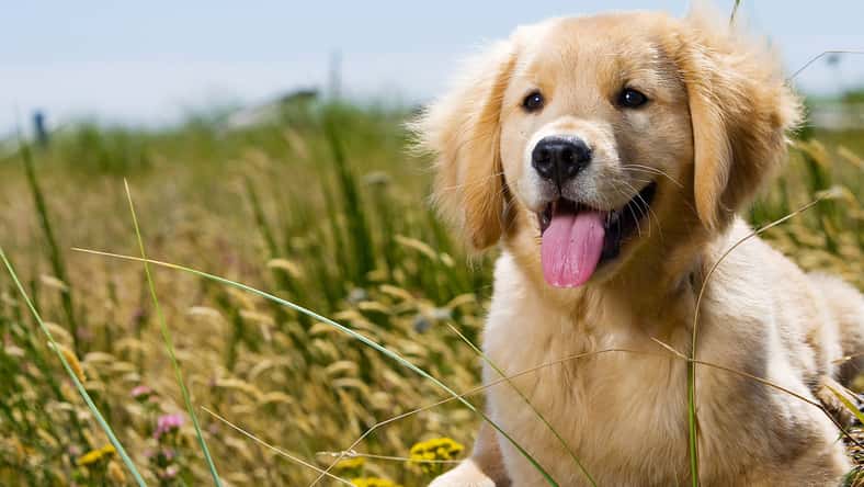 Mat Hayward - stock.adobe.com - illustrative purposes only, not the actual dog