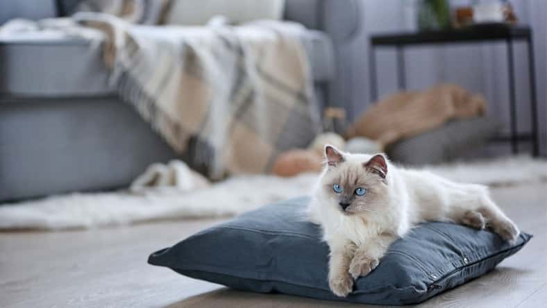 Africa Studio - stock.adobe.com - illustrative purposes only, not the actual cat