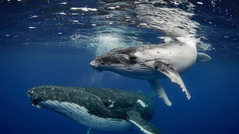 John - stock.adobe.com - illustrative purposes only, not the actual whales