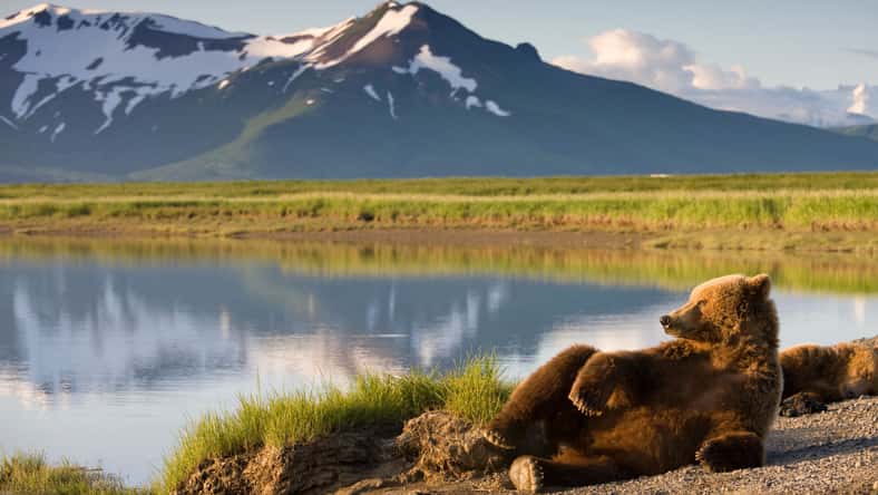 Paul - stock.adobe.com - illustrative purposes only, not the actual bear