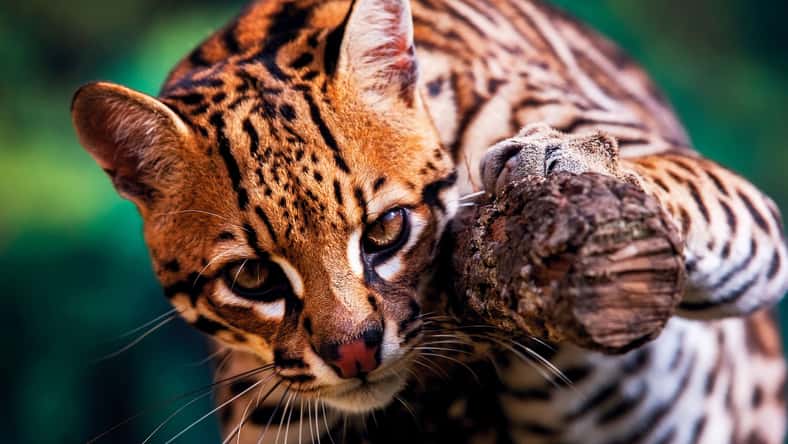 Leonardo - stock.adobe.com - illustrative purposes only, not the actual ocelot