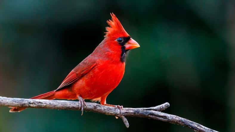 Buddy Woods - stock.adobe.com - illustrative purposes only, not the actual bird