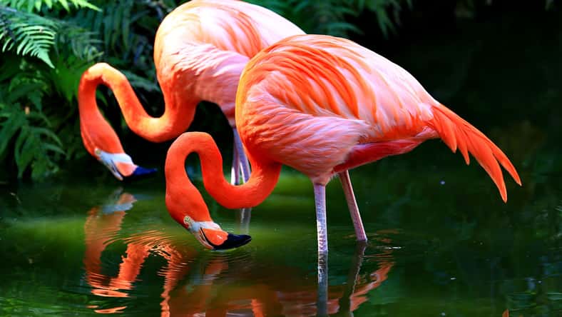 David - stock.adobe.com - illustrative purposes only, not the actual flamingos