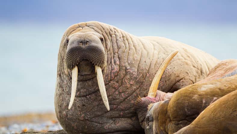 wayne - stock.adobe.com - illustrative purposes only, not the actual walrus