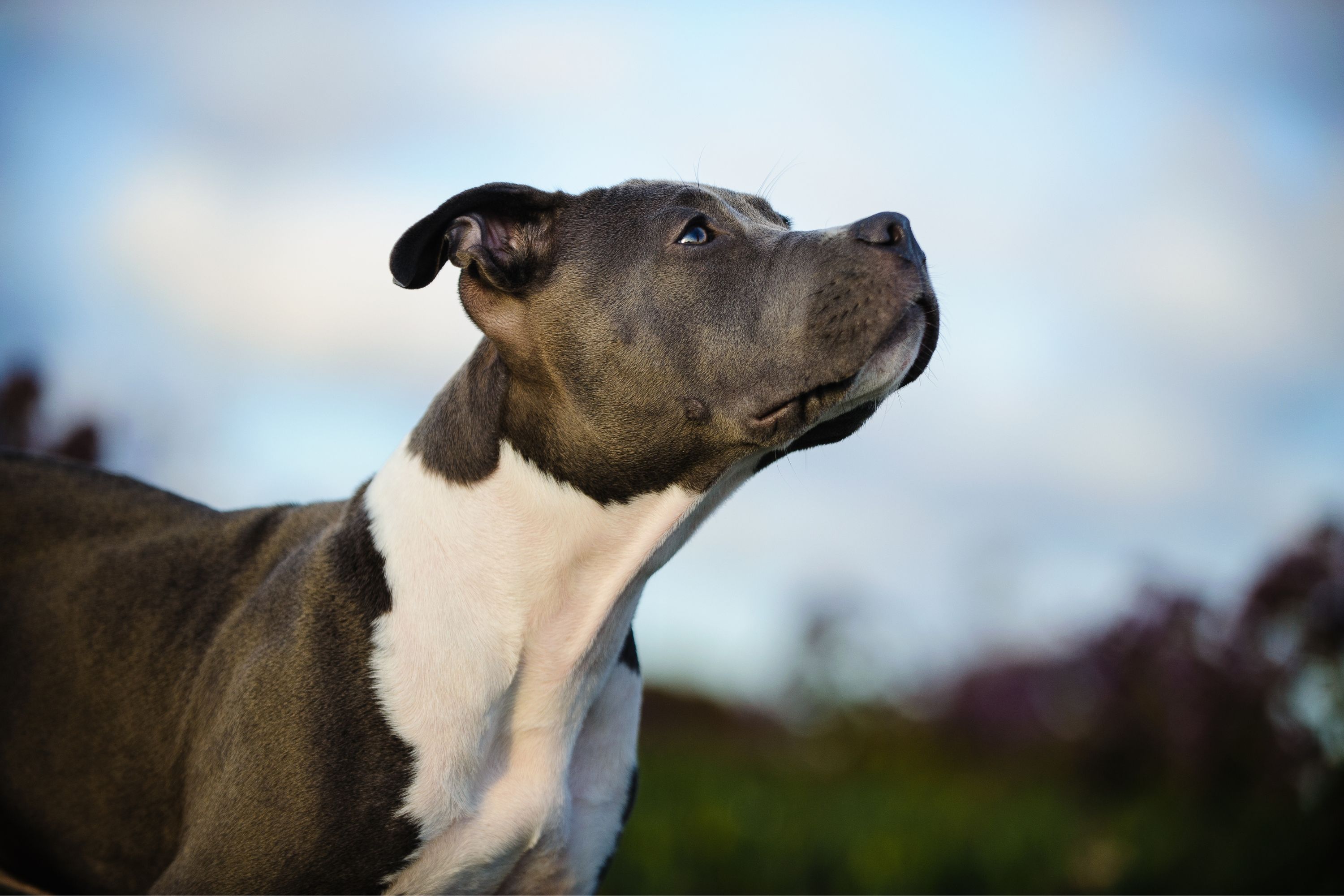 everydoghasastory - stock.adobe.com - illustrative purposes only, not the actual dog
