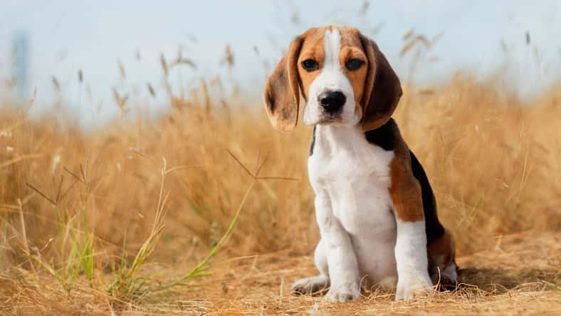 Kate - stock.adobe.com - illustrative purposes only, not the actual dog