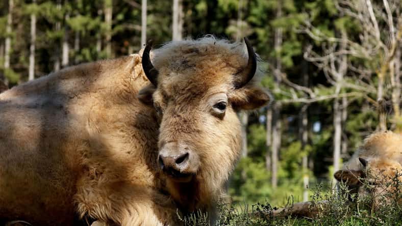 Jitka - stock.adobe.com - illustrative purposes only, not the actual buffalo
