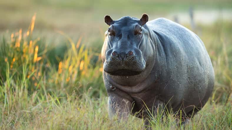 stuporter - stock.adobe.com - illustrative purposes only, not the actual hippo