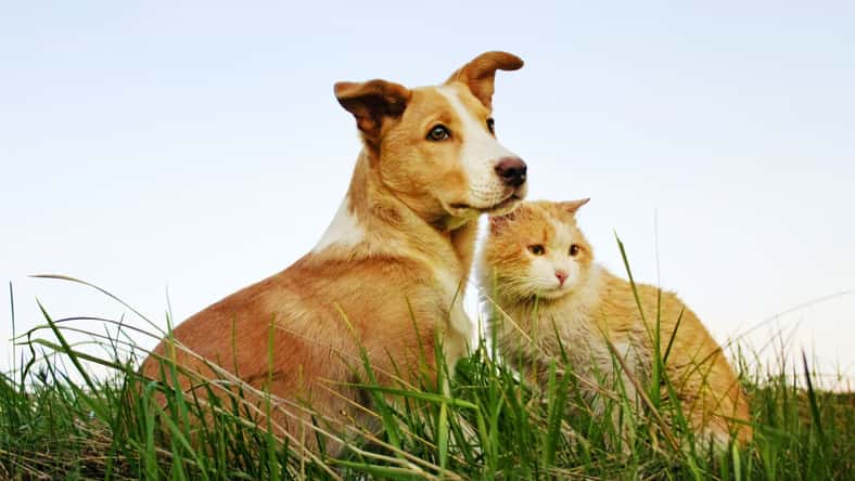 Elena Arkadova - stock.adobe.com - illustrative purposes only, not the actual animals