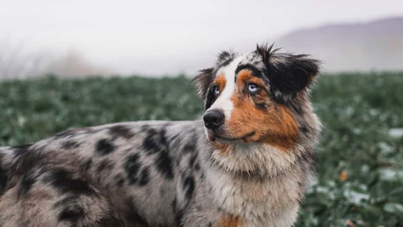 Christian - stock.adobe.com - illustrative purposes only, not the actual dog