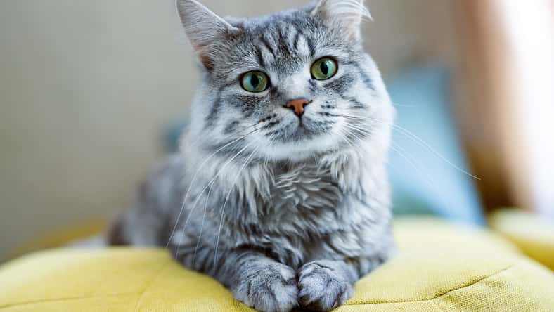 KDdesignphoto  - stock.adobe.com - illustrative purposes only, not the actual cat