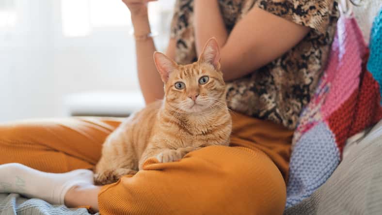 Rawlstock - stock.adobe.com - illustrative purposes only, not the actual person or cat