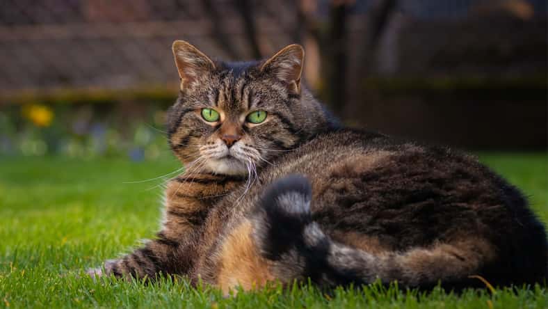 rhoenes - stock.adobe.com - illustrative purposes only, not the actual cat