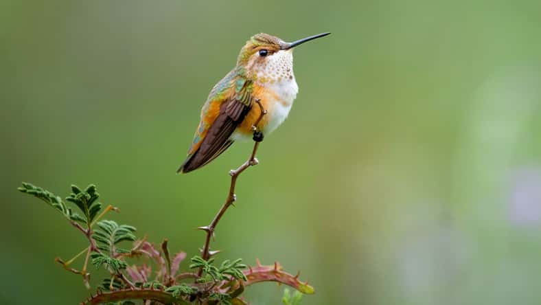 Justin Martens Wolf/Wirestock Creators - stock.adobe.com - illustrative purposes only, not the actual hummingbird