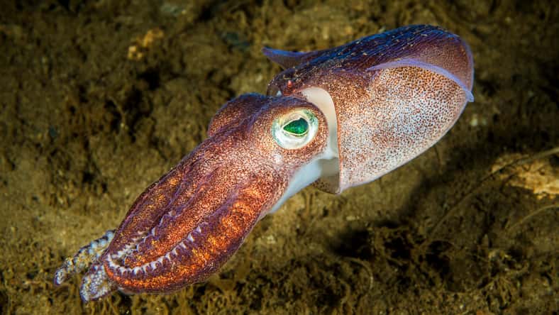 RLS Photo - stock.adobe.com - illustrative purposes only, not the actual squid