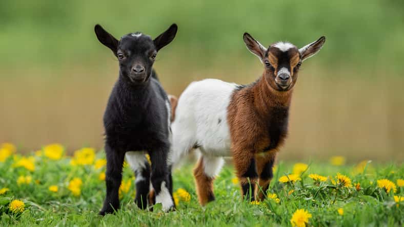 Rita Kochmarjova - stock.adobe.com - illustrative purposes only, not the actual goats