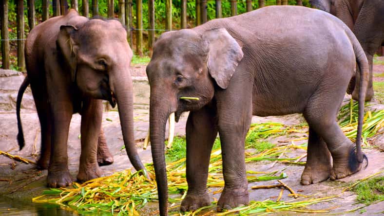 walterericsy - stock.adobe.com - illustrative purposes only, not the actual elephants