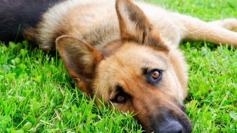 Trik - stock.adobe.com - illustrative purposes only, not the actual dog