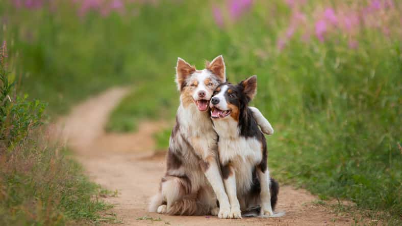 Anna Averianova - stock.adobe.com - illustrative purposes only, not the actual dogs