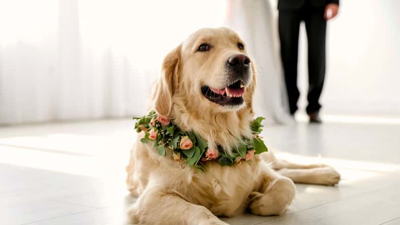 New Africa - stock.adobe.com - illustrative purposes only, not the actual dog