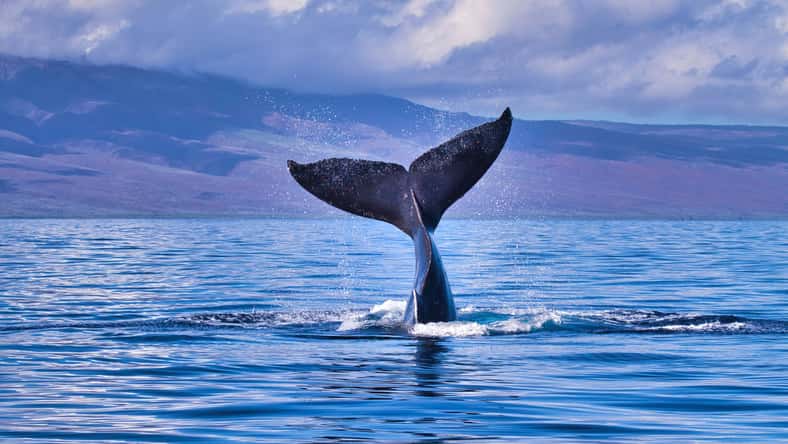 manuel - stock.adobe.com - illustrative purposes only, not the actual whale