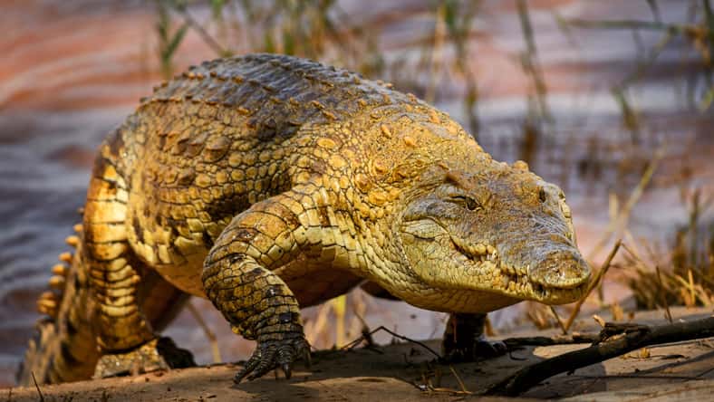 David - stock.adobe.com - illustrative purposes only, not the actual crocodile
