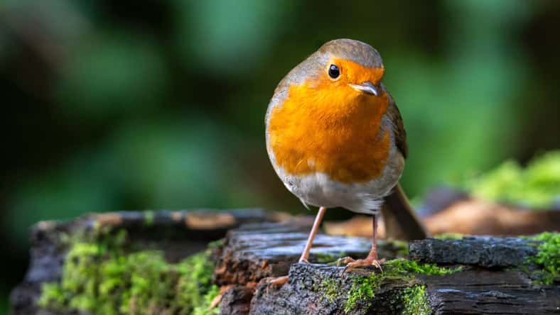 Tony Baggett - stock.adobe.com - illustrative purposes only, not the actual robin