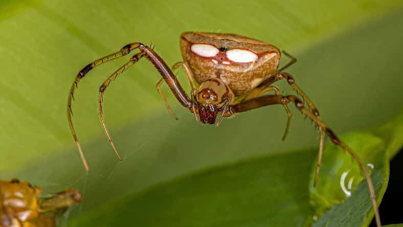ViniSouza128 - stock.adobe.com - illustrative purposes only, not the actual spider
