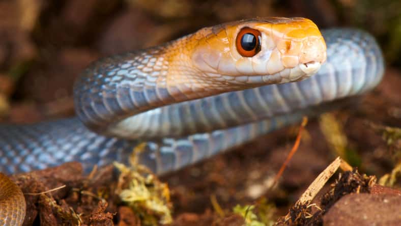 mgkuijpers - stock.adobe.com - illustrative purposes only, not the actual snake