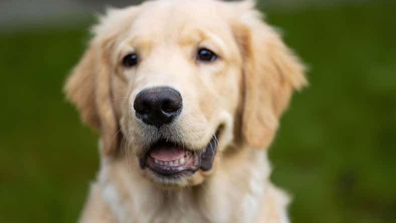 Mat Hayward - stock.adobe.com - illustrative purposes only, not the actual dog