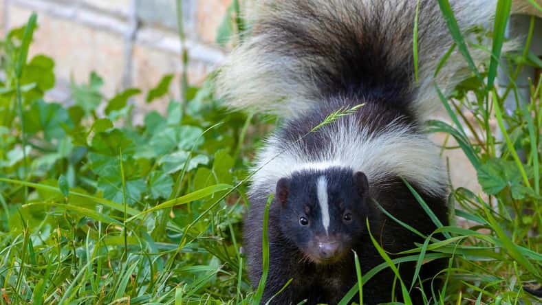 Denny - stock.adobe.com - illustrative purposes only, not the actual skunk