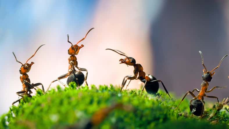 kozorog - stock.adobe.com - illustrative purposes only, not the actual ants