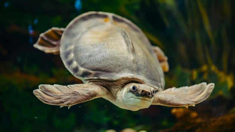 Daniil - stock.adobe.com - illustrative purposes only, not the actual turtle