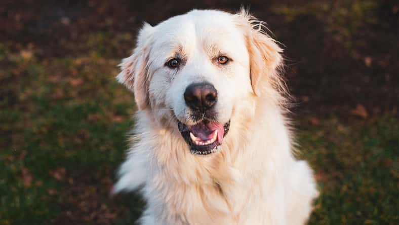 Beatrice - stock.adobe.com - illustrative purposes only, not the actual dog