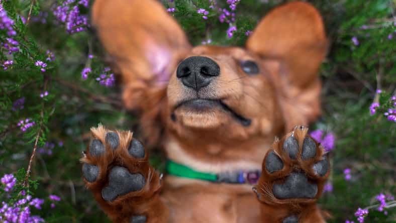otsphoto - stock.adobe.com - illustrative purposes only, not the actual dog