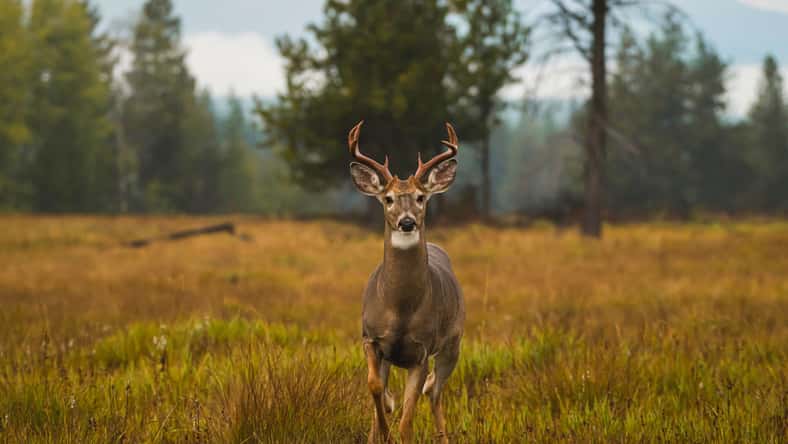 MierCat Photography - stock.adobe.com - illustrative purposes only, not the actual deer