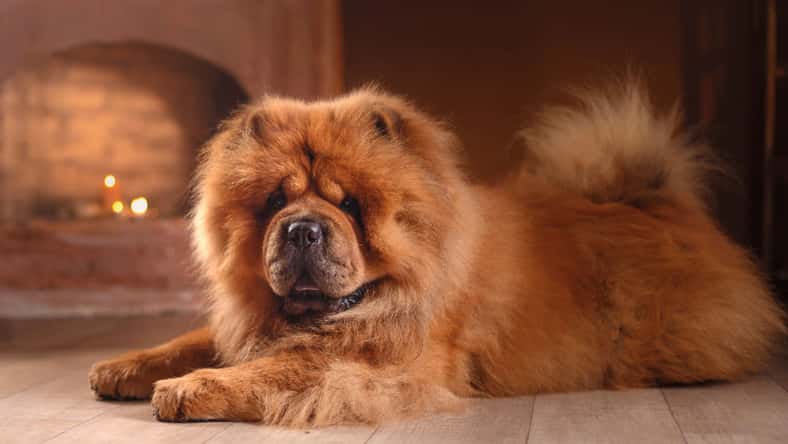 Anna Averianova - stock.adobe.com - illustrative purposes only, not the actual dog
