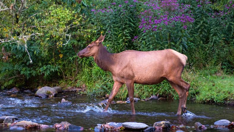 Tom - stock.adobe.com - illustrative purposes only, not the actual elk