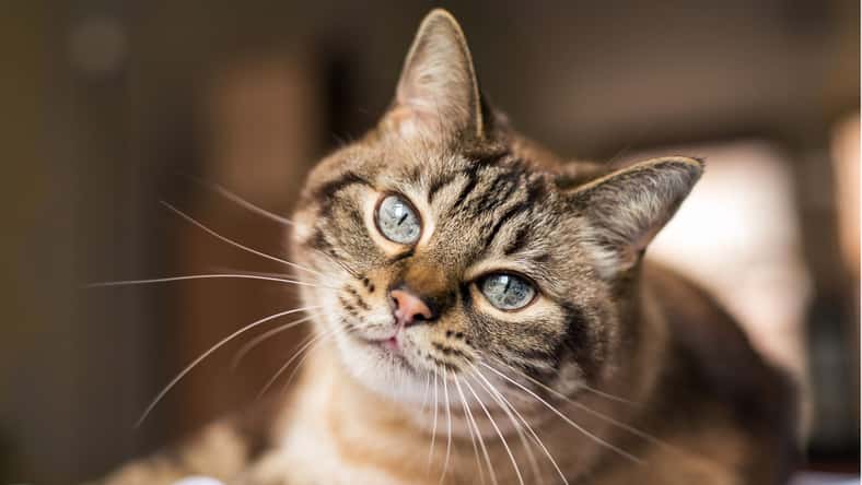 Photography by Adri - stock.adobe.com - illustrative purposes only, not the actual cat