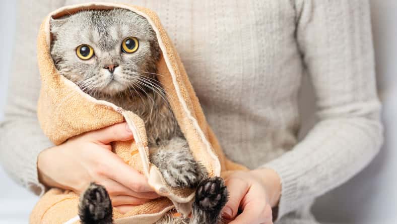Anton - stock.adobe.com - illustrative purposes only, not the actual person or cat